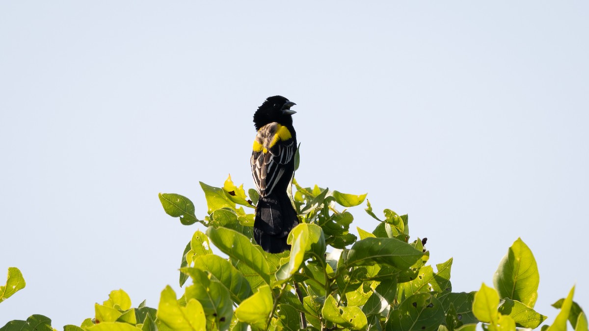 Yellow-mantled Widowbird - ML578196281