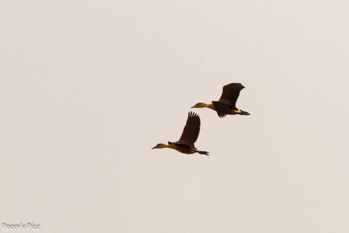 Fulvous Whistling-Duck - ML57819641