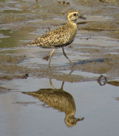 Pacific Golden-Plover - Siddharth Pai