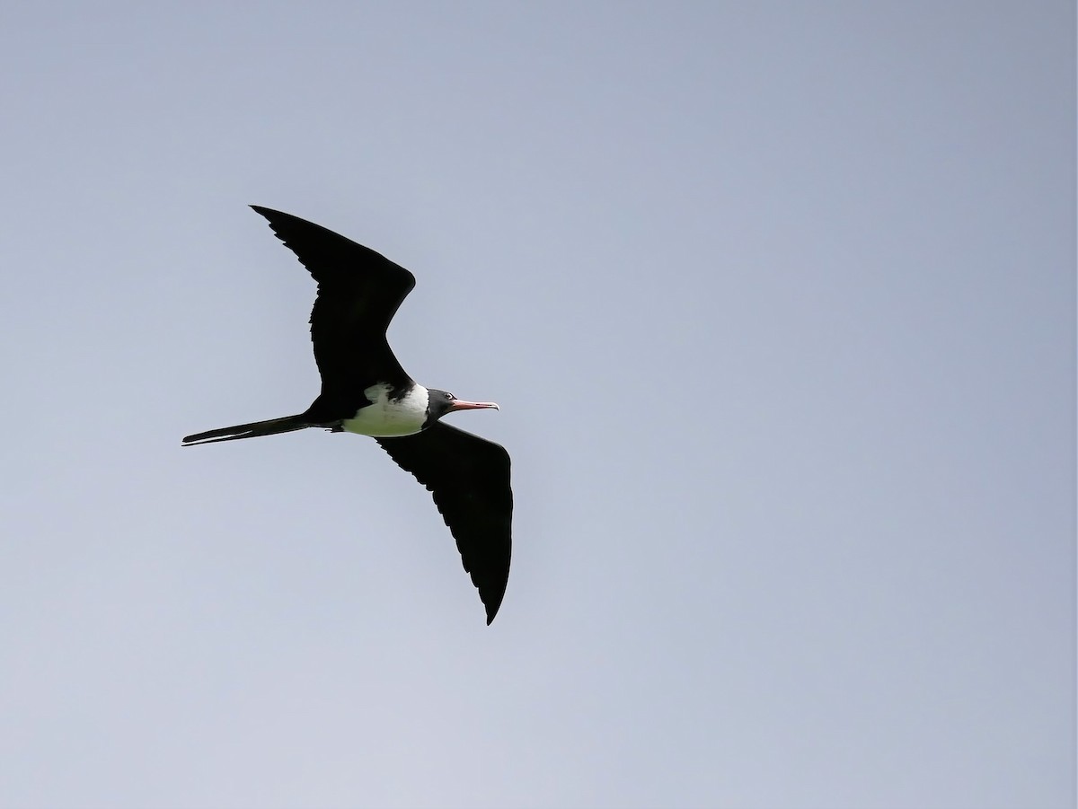 Christmas Island Frigatebird - ML578200141