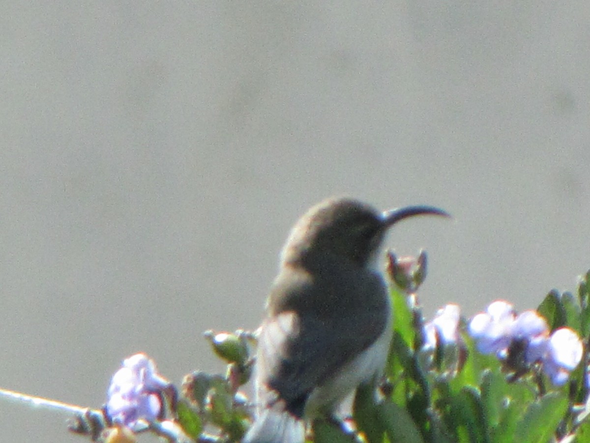 White-breasted Sunbird - ML578200191