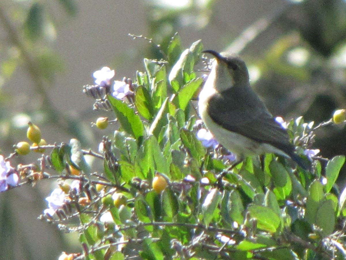 White-breasted Sunbird - ML578200261