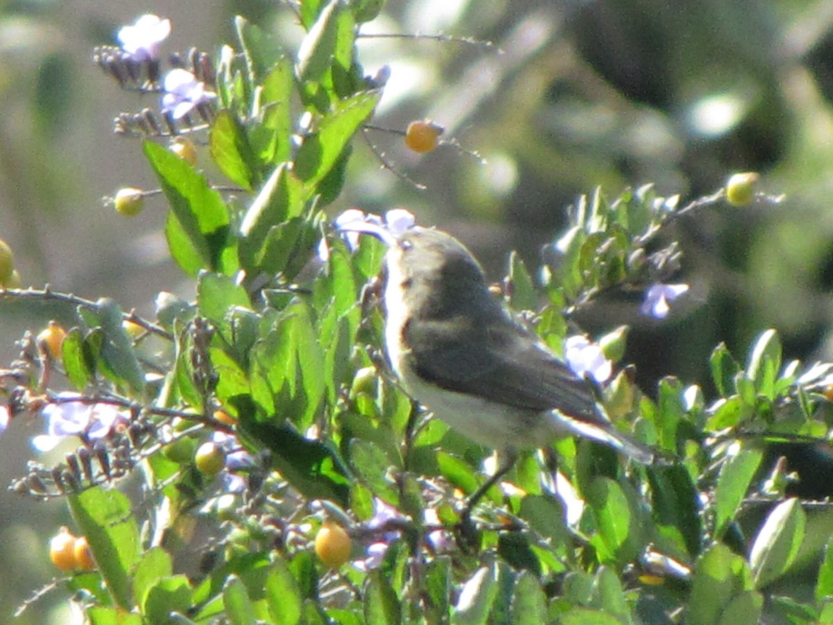 White-breasted Sunbird - ML578200271