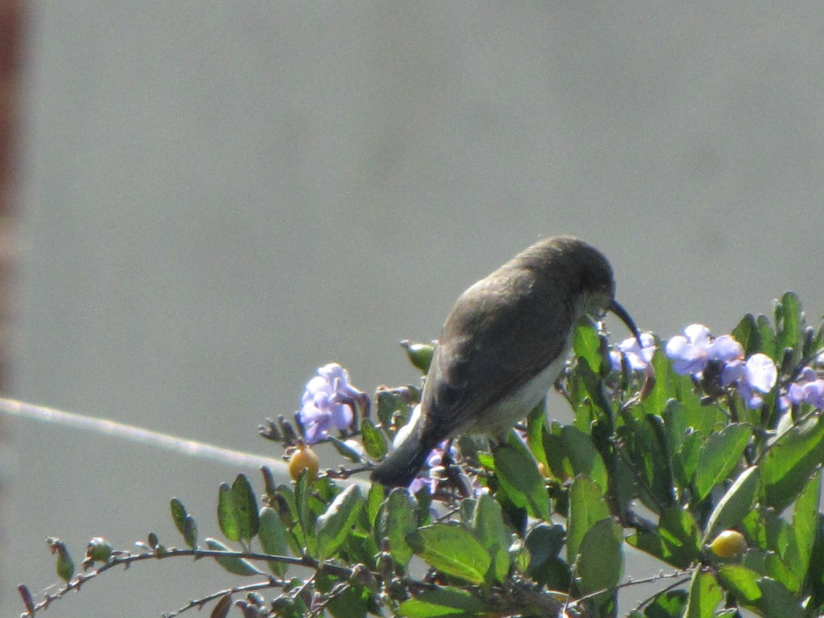 White-breasted Sunbird - ML578200341