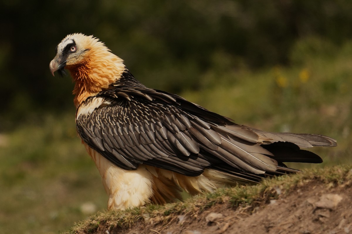 Bearded Vulture - ML578213761