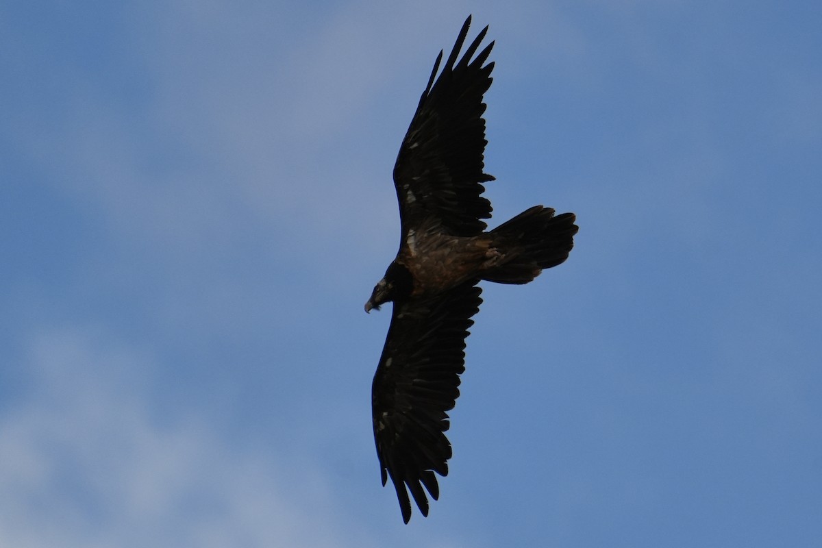 Bearded Vulture - ML578214601