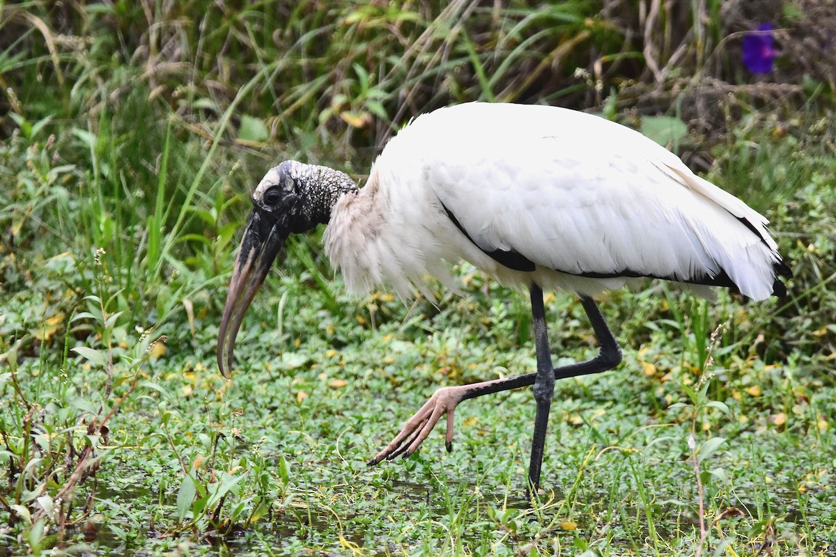 Wood Stork - ML578215921