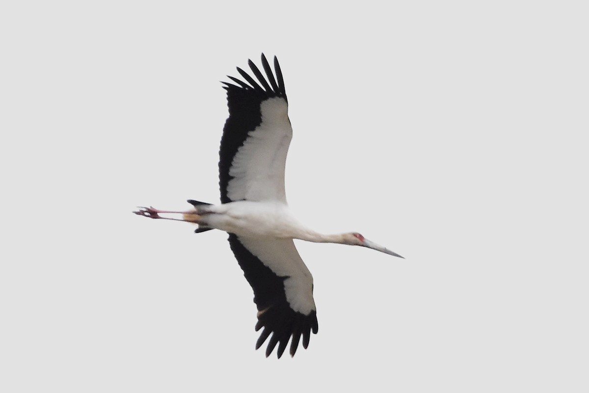 Maguari Stork - ML578216711