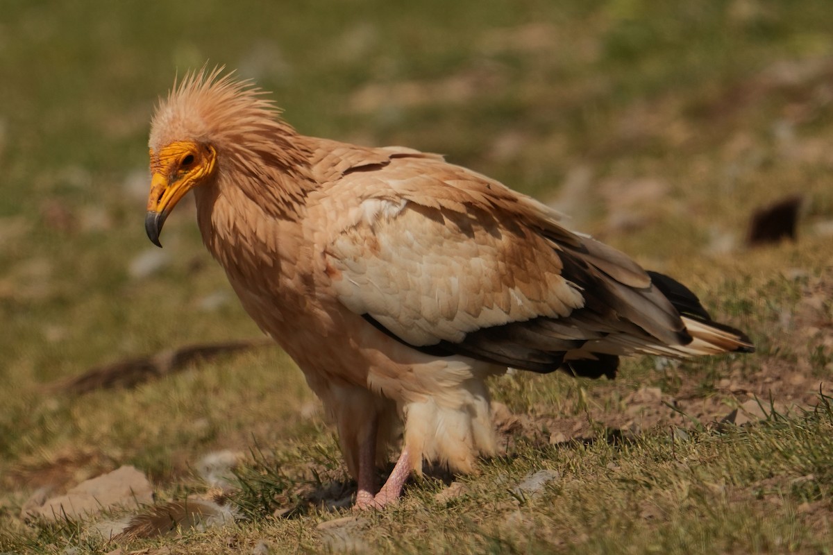Egyptian Vulture - ML578218691