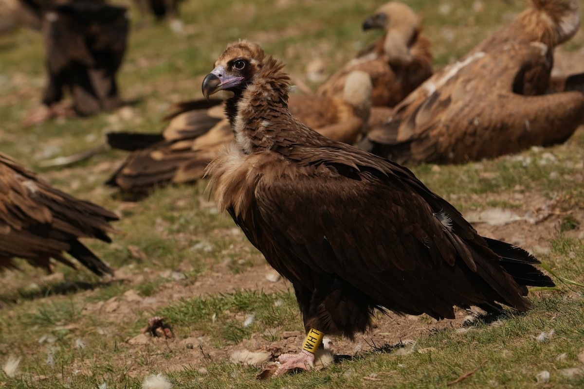 Cinereous Vulture - ML578219771