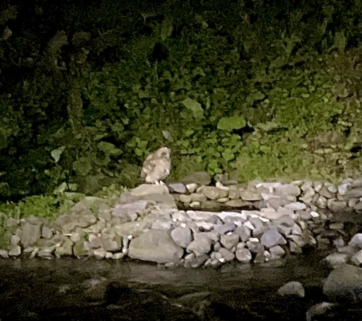 Blakiston's Fish-Owl - ML578224511