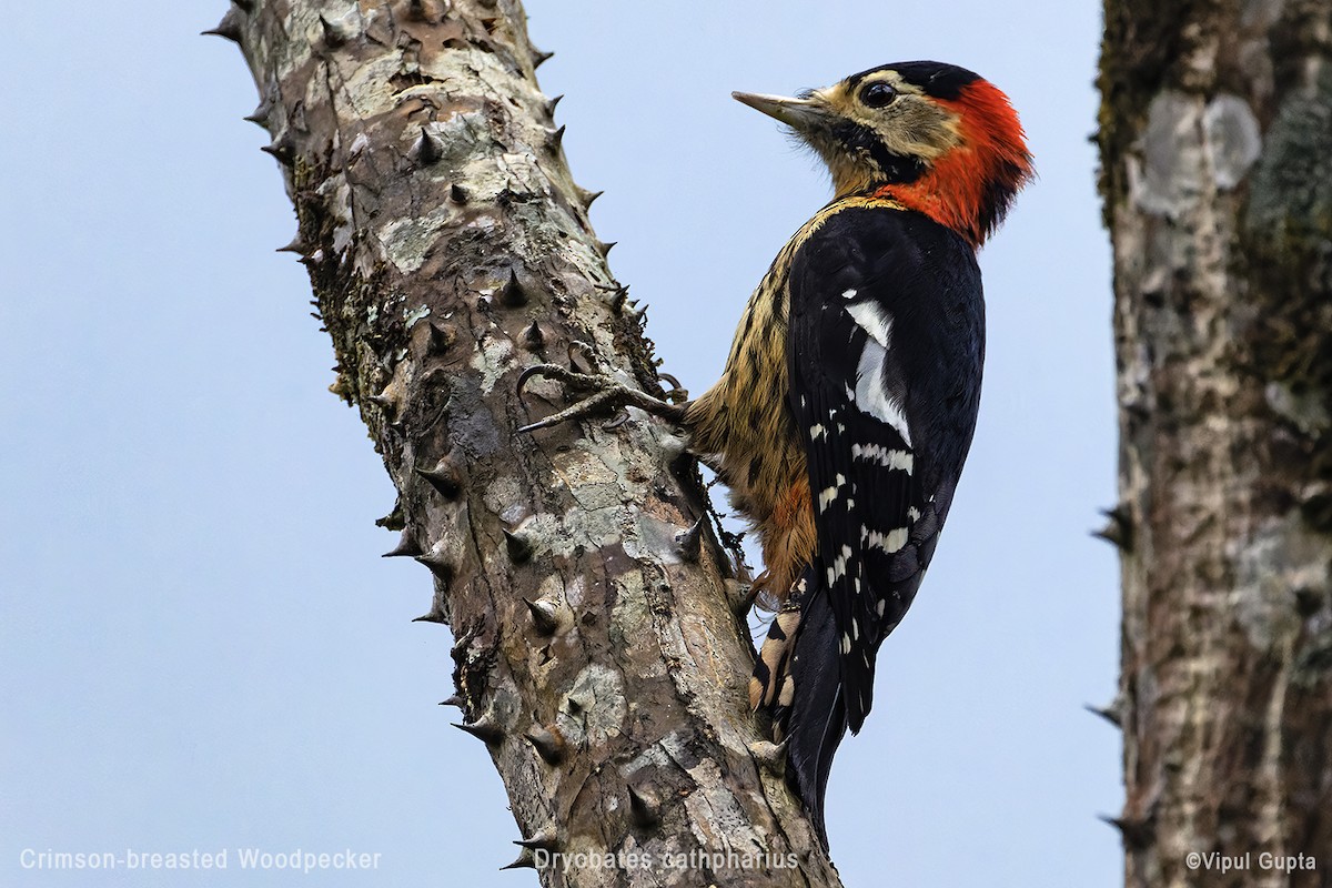 Crimson-naped Woodpecker - ML578226101