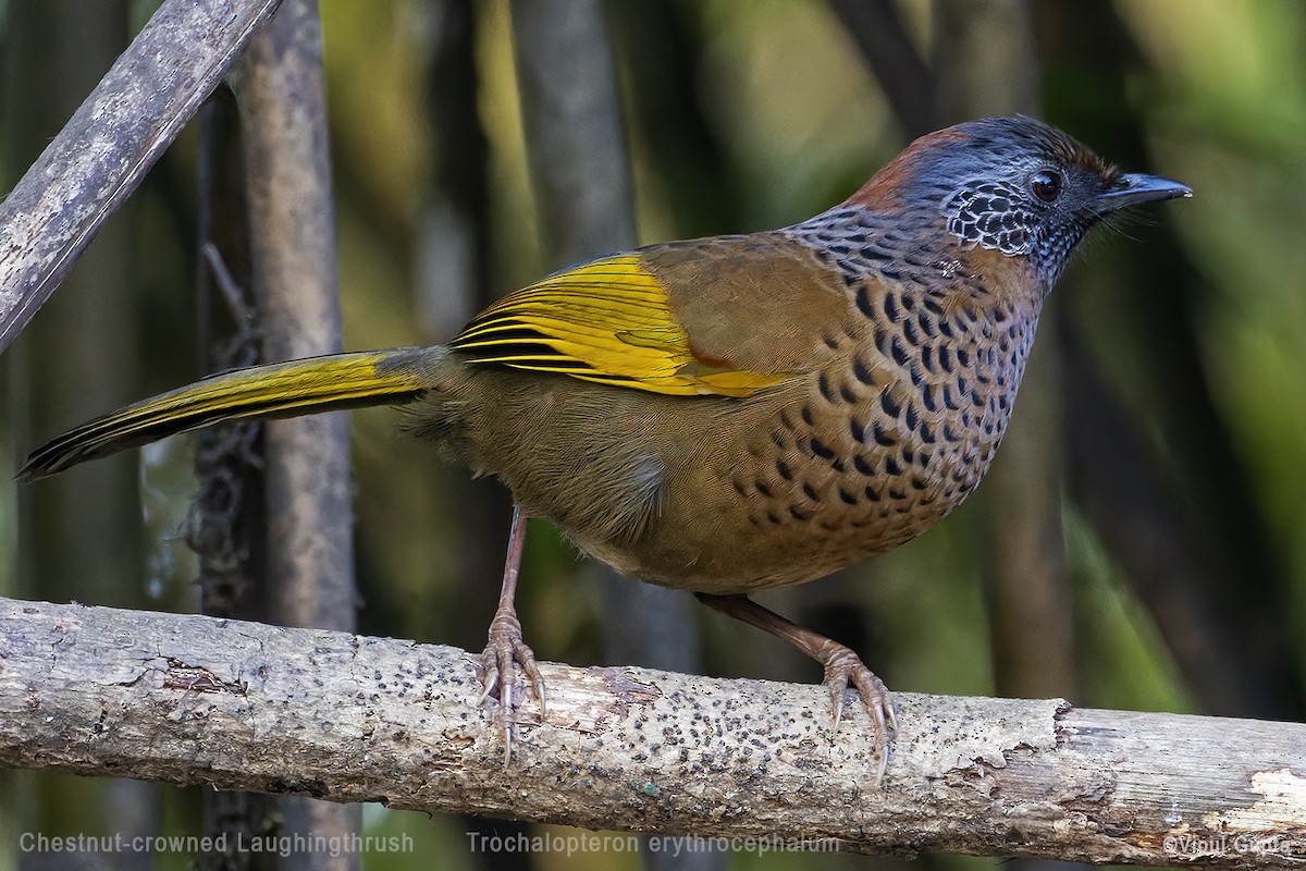 Chestnut-crowned Laughingthrush - ML578227671