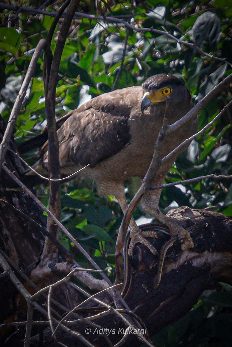Crested Serpent-Eagle - ML578227711