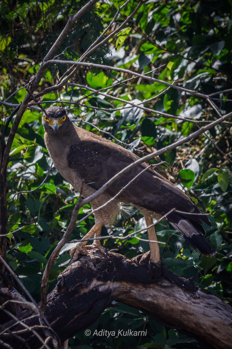 Crested Serpent-Eagle - ML578227721