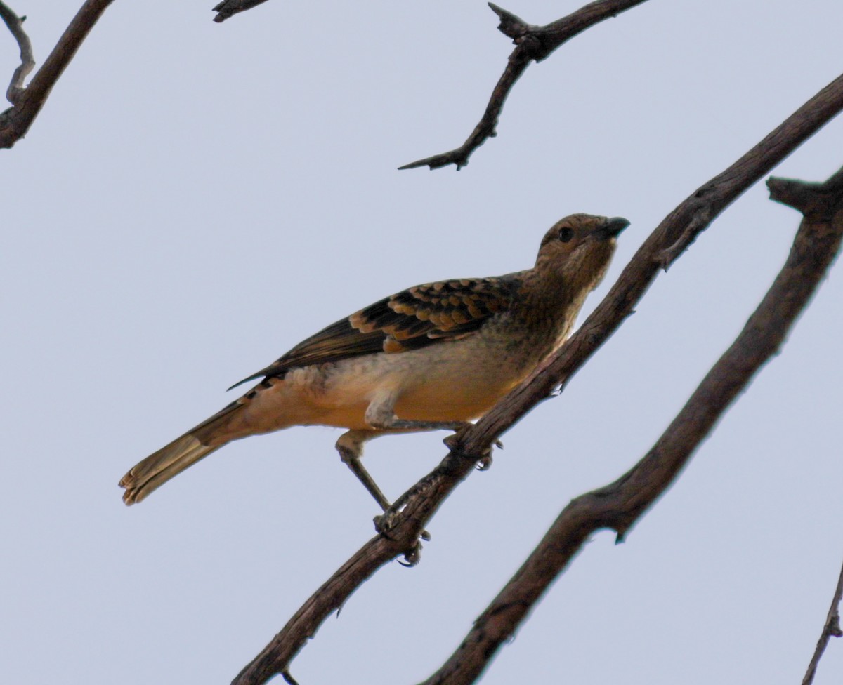 Spotted Bowerbird - ML578228001