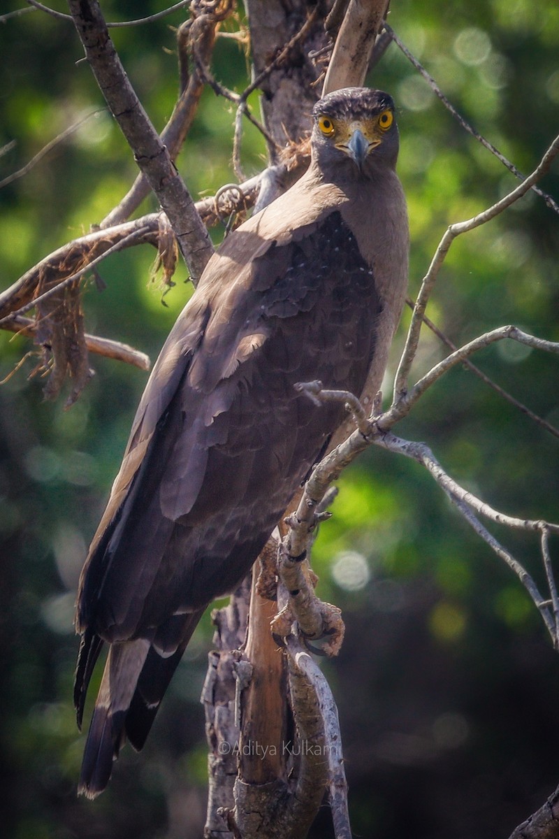 Crested Serpent-Eagle - ML578228161