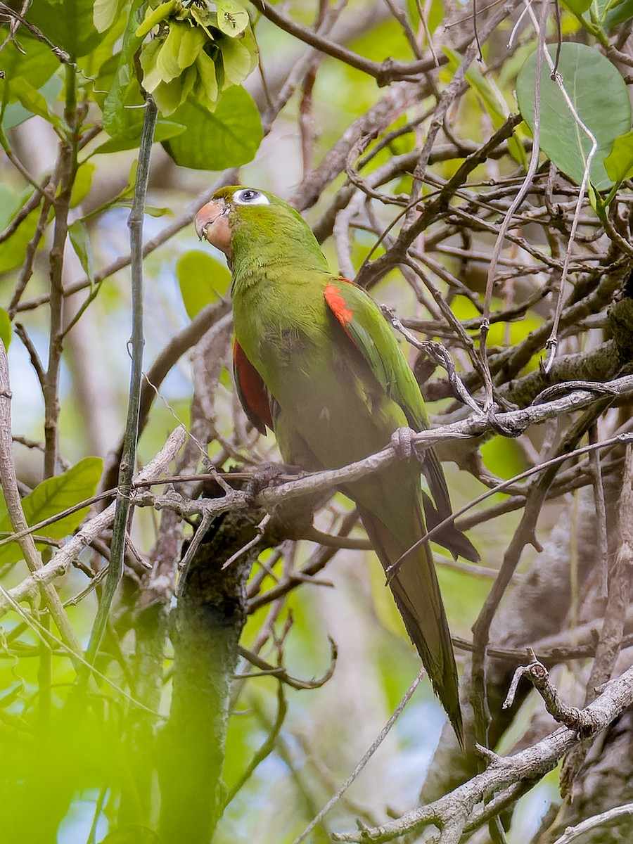 Hispaniolan Parakeet - ML578230351