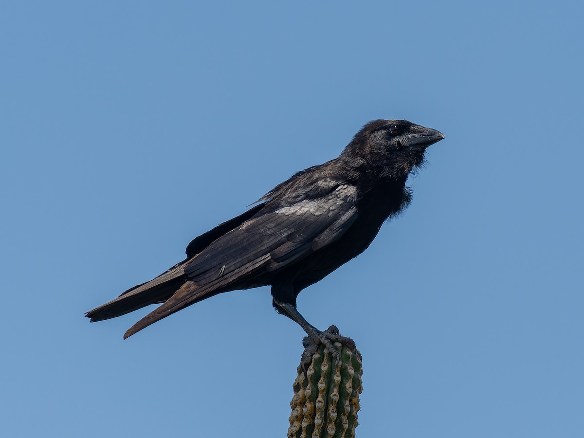 Hispaniolan Palm-Crow - Peter Kennerley