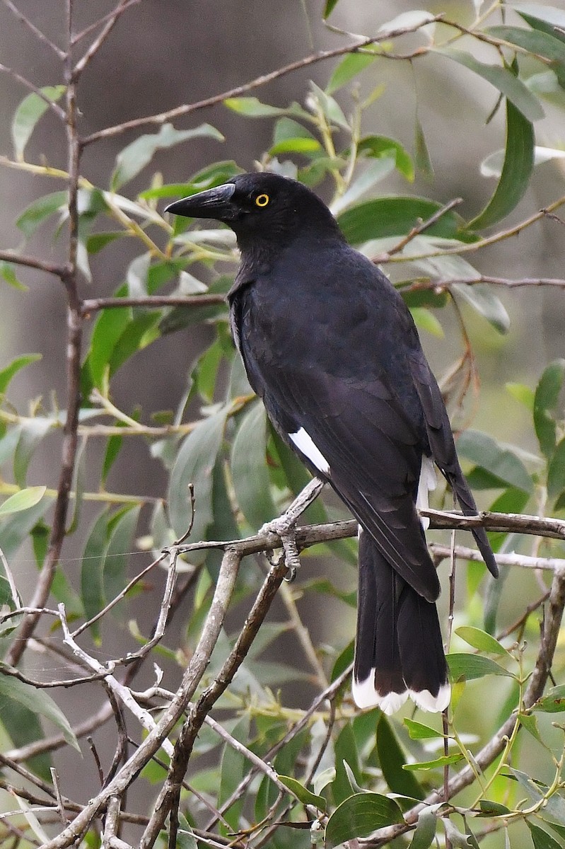 Pied Currawong - ML57823161