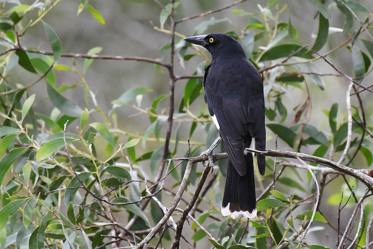 Pied Currawong - ML57823181