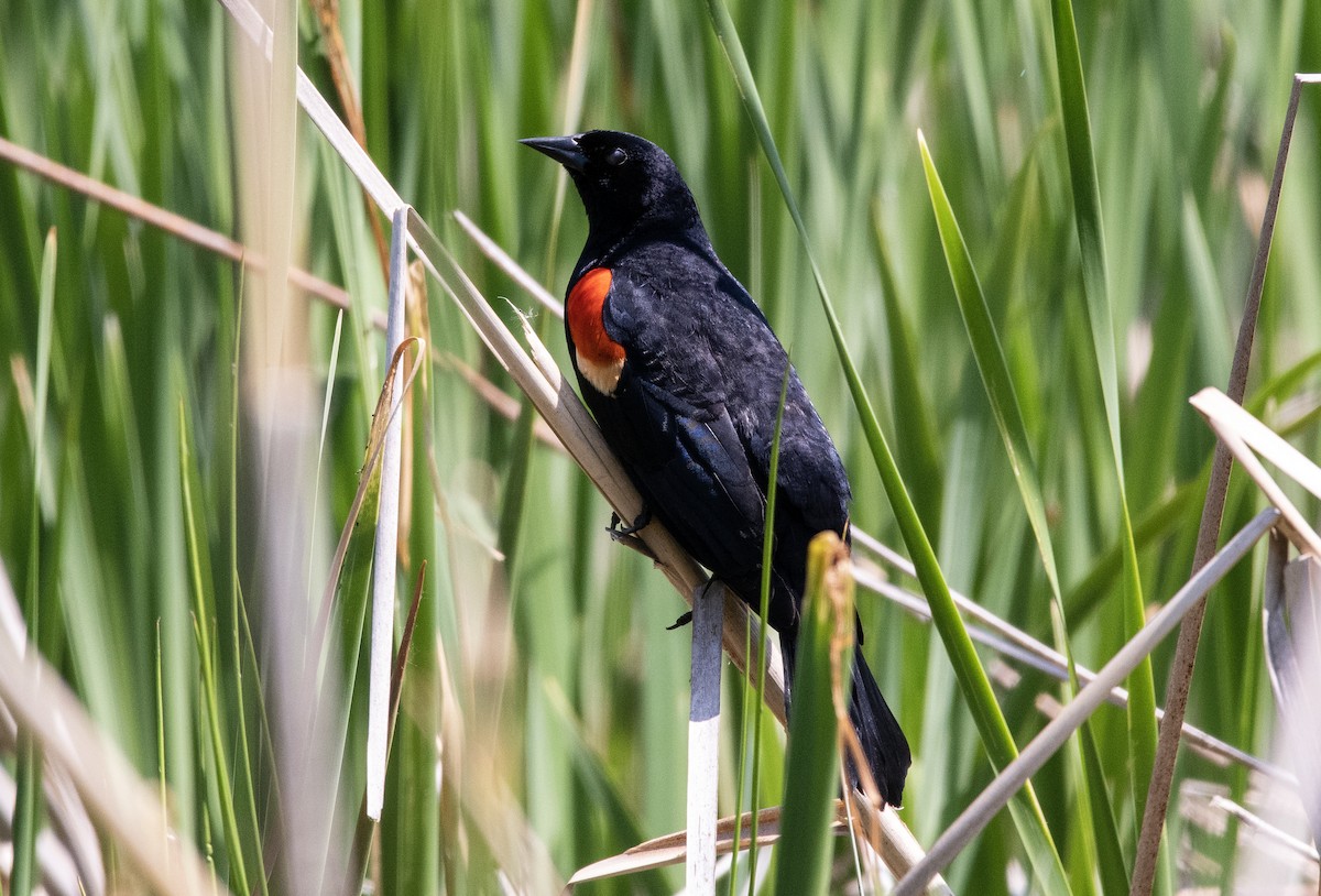 Red-winged Blackbird - ML578233831