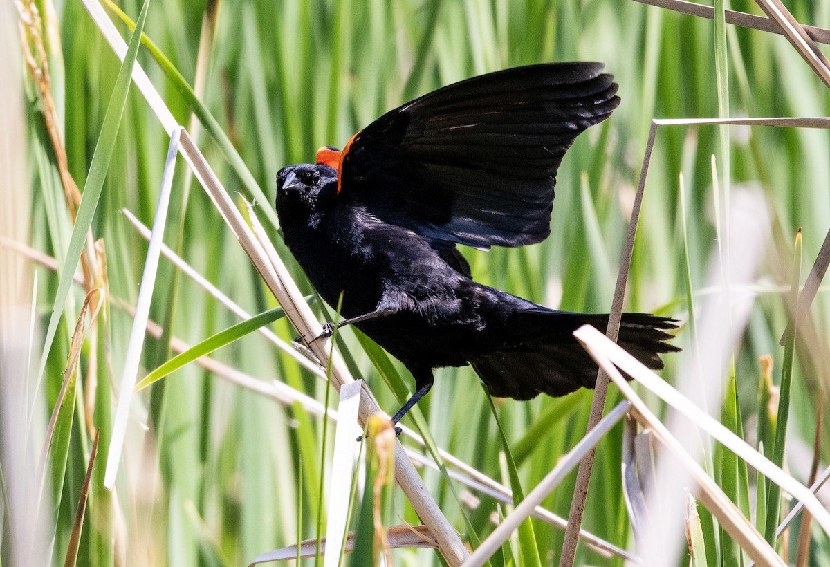 Red-winged Blackbird - ML578235111
