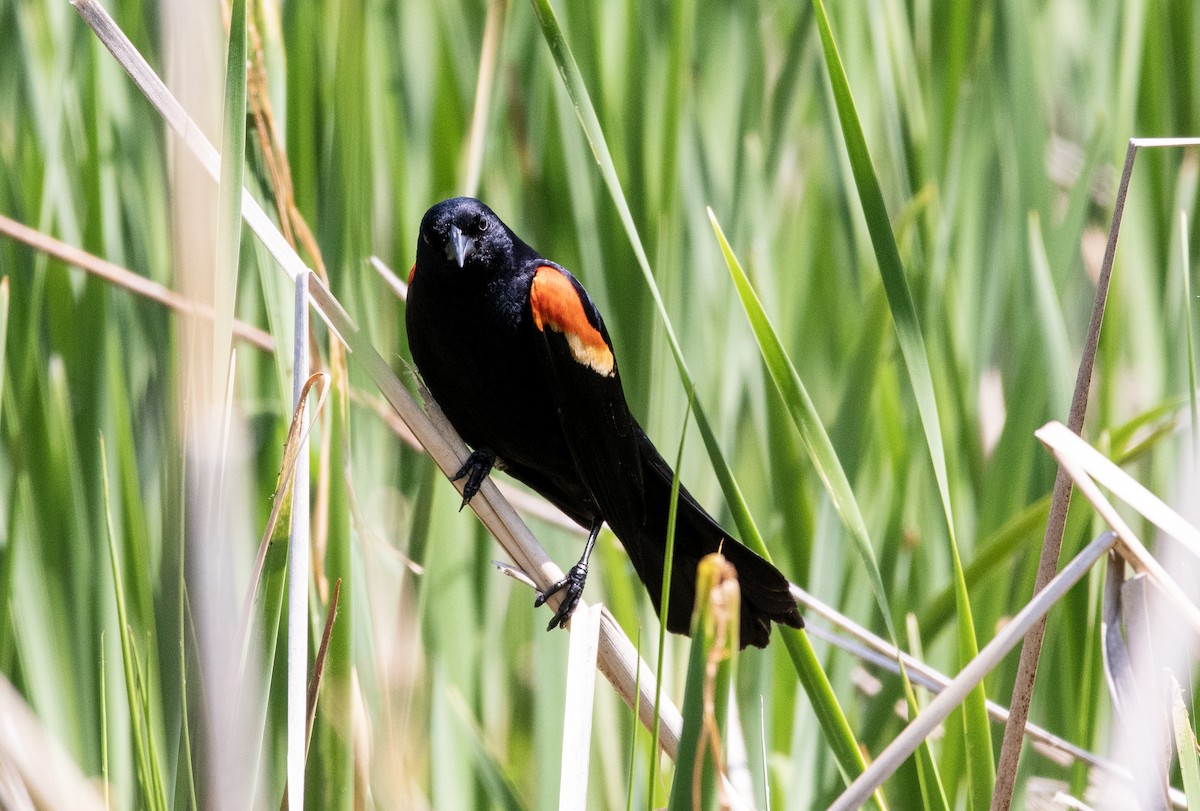 Red-winged Blackbird - ML578235831