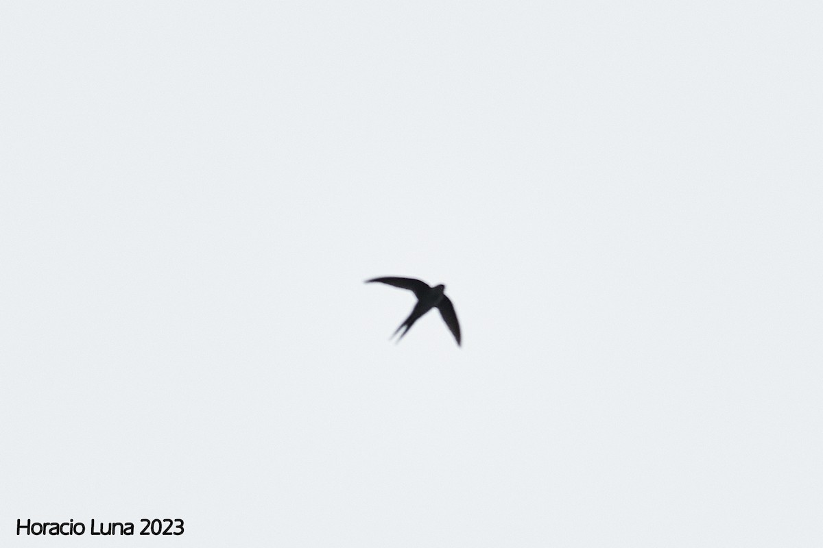 Fork-tailed Palm Swift - ML578237361