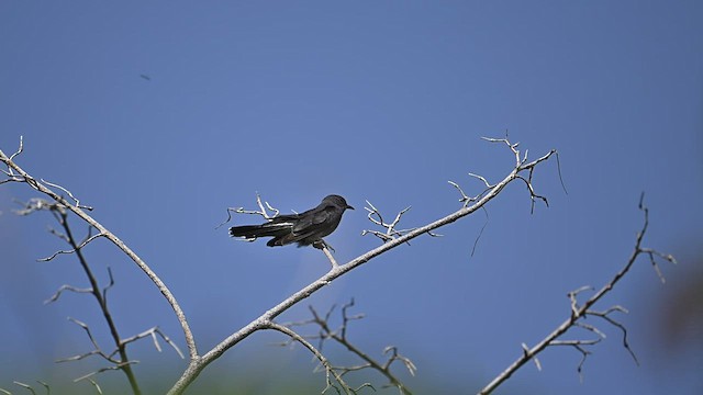 Gray-bellied Cuckoo - ML578239131