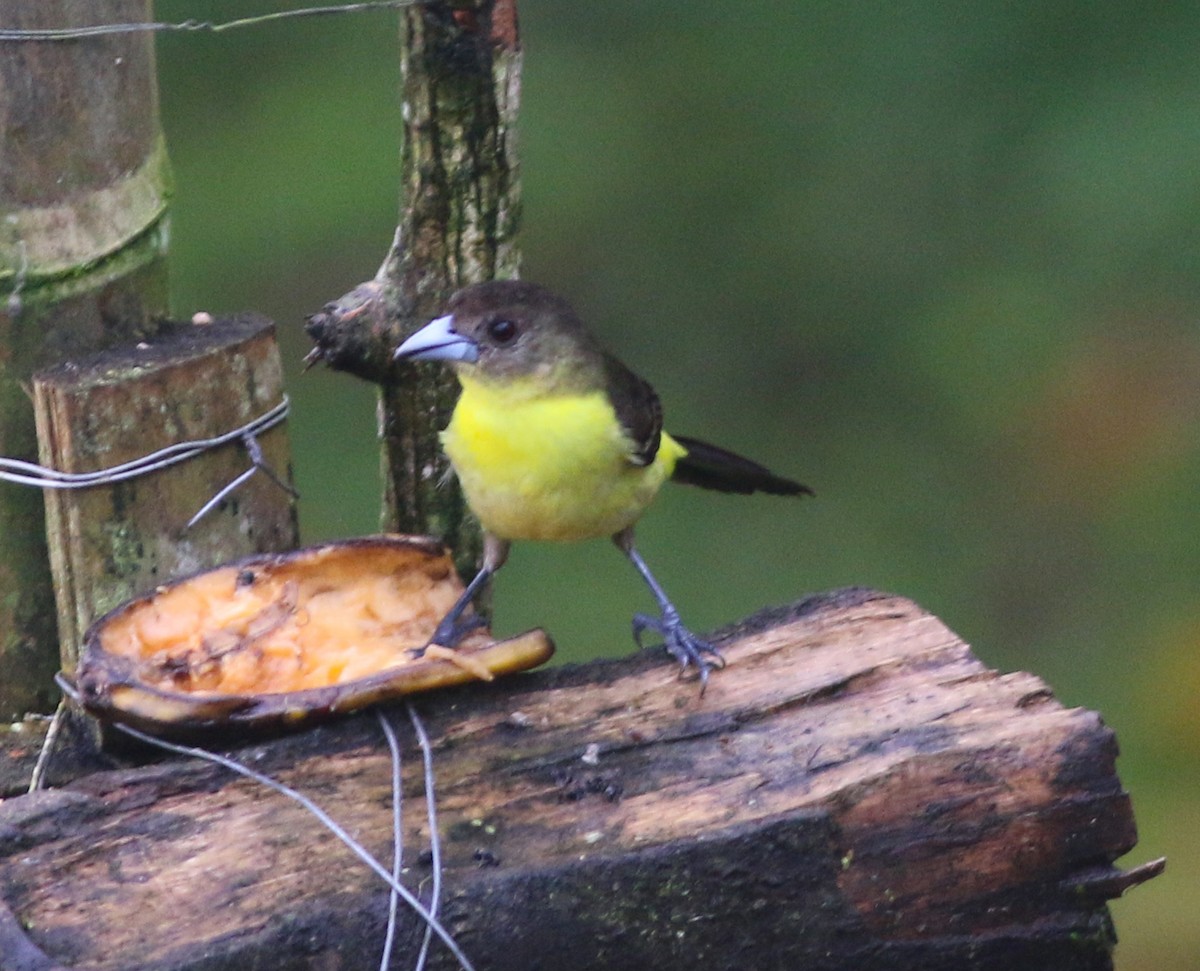 Flame-rumped Tanager - ML578245431