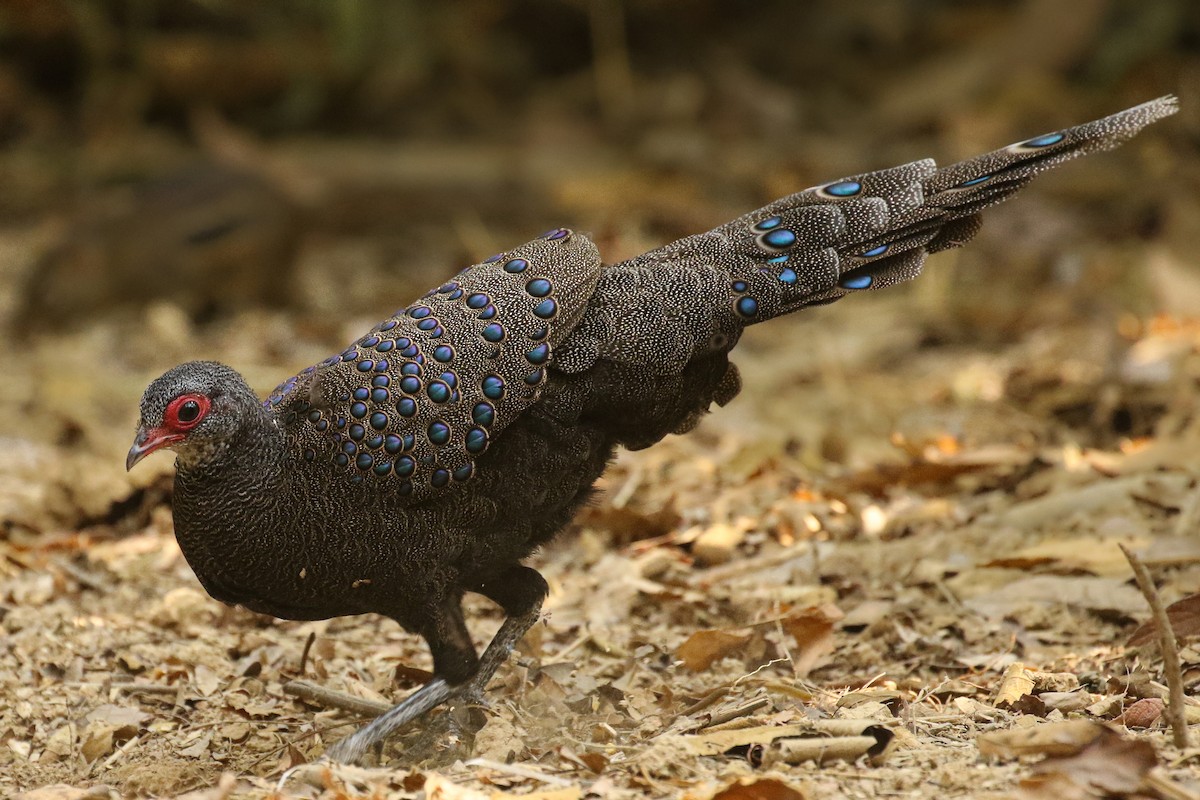 Germain's Peacock-Pheasant - ML578248711