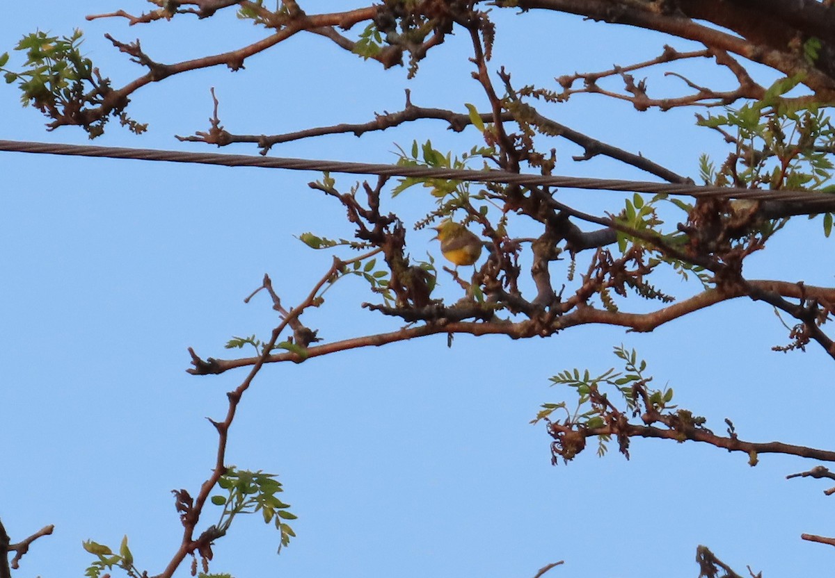 Blue-winged Warbler - ML578249171