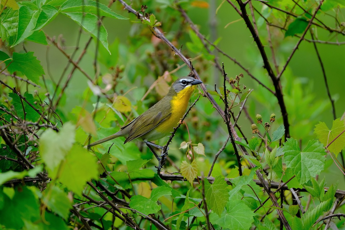 Yellow-breasted Chat - ML578249911
