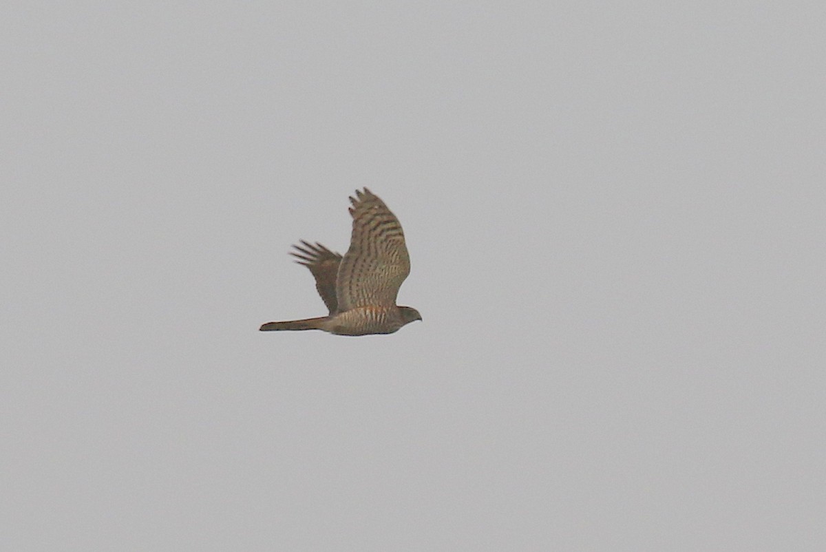 Eurasian Sparrowhawk - ML578256511