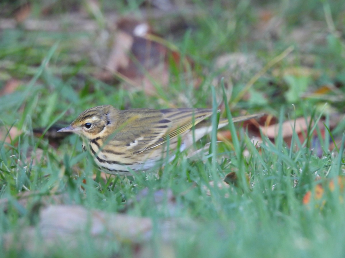 Olive-backed Pipit - ML578257121