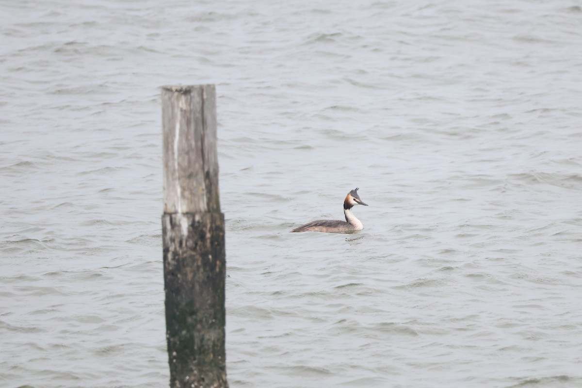 Great Crested Grebe - ML578257311