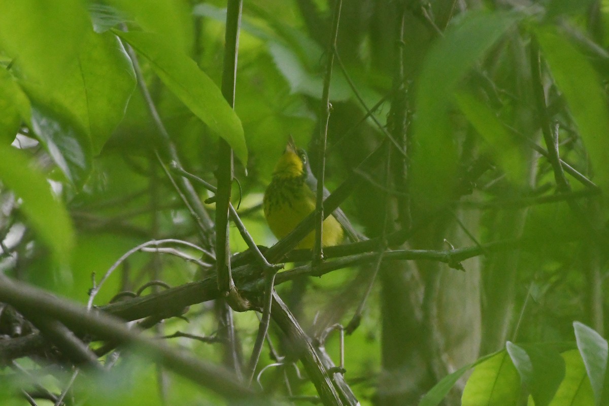 Canada Warbler - ML578259031