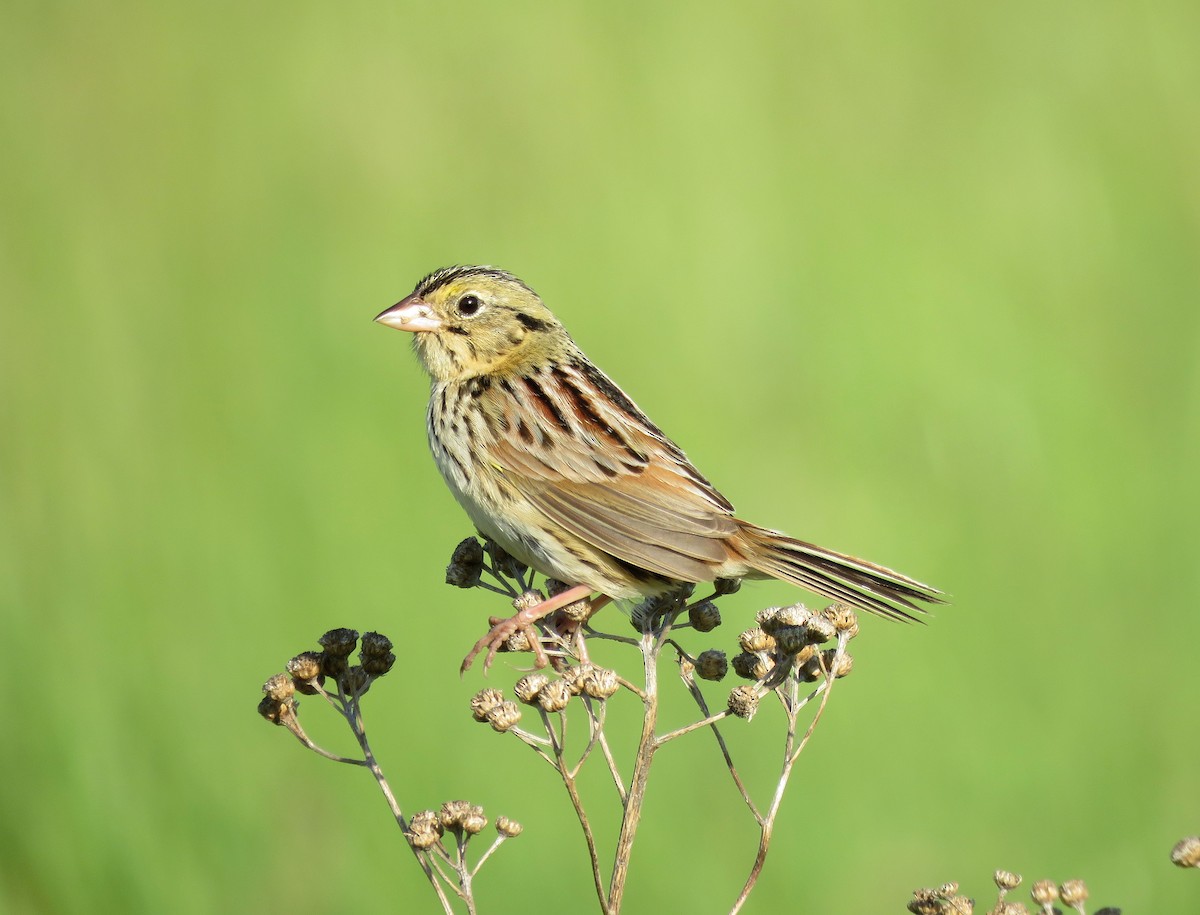 eBird Checklist 28 May 2023 Kettle Moraine SFPiper Rd. Horse