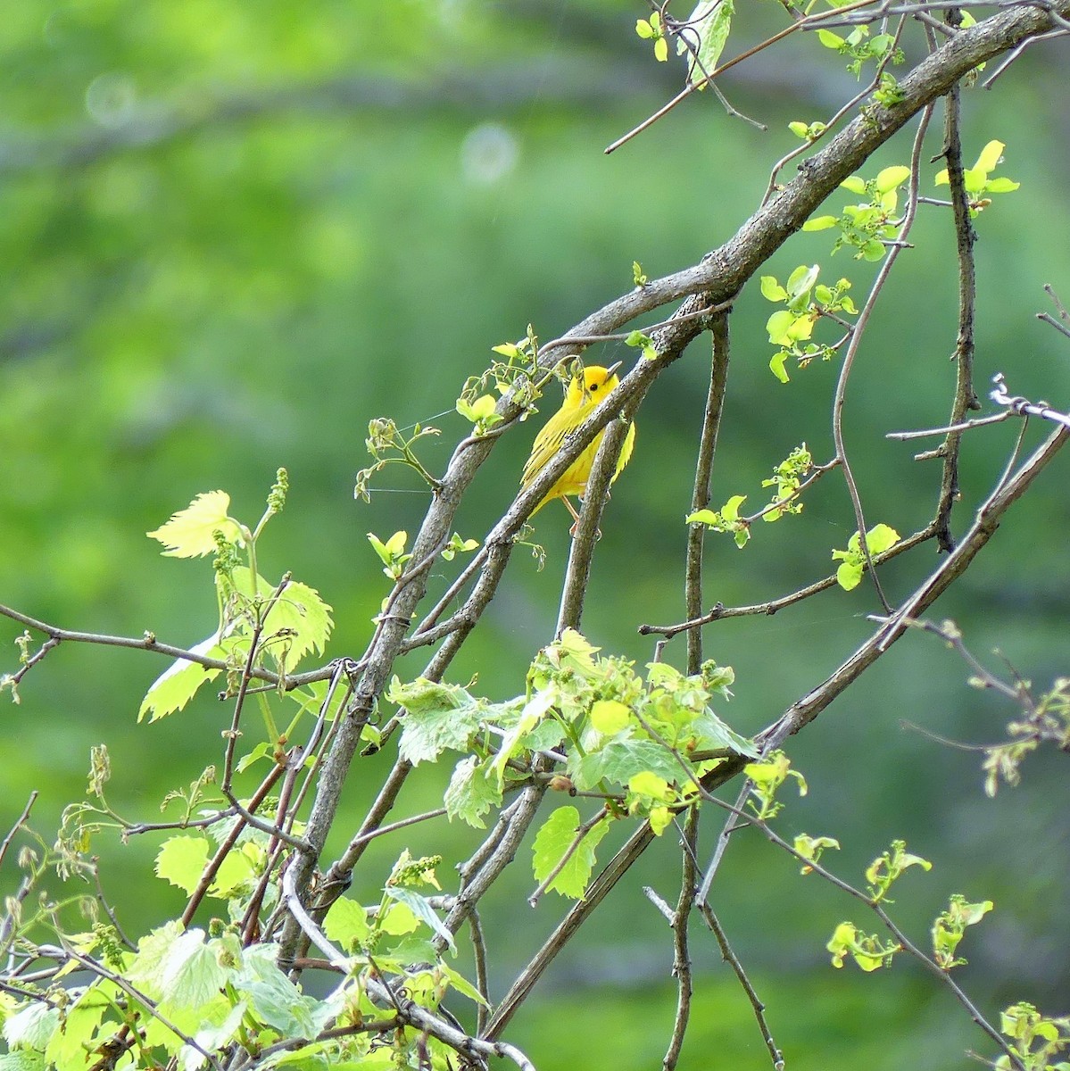 Yellow Warbler - ML578263661