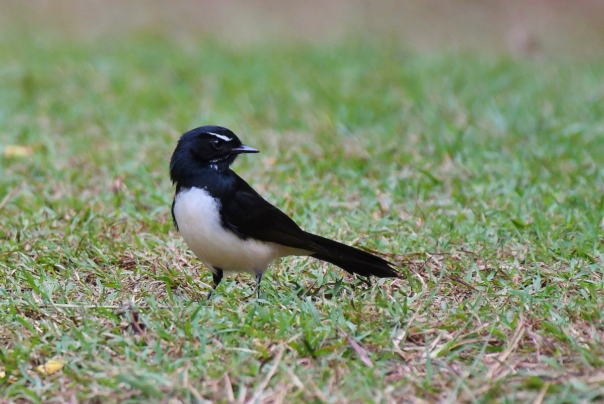 Willie-wagtail - ML57826591
