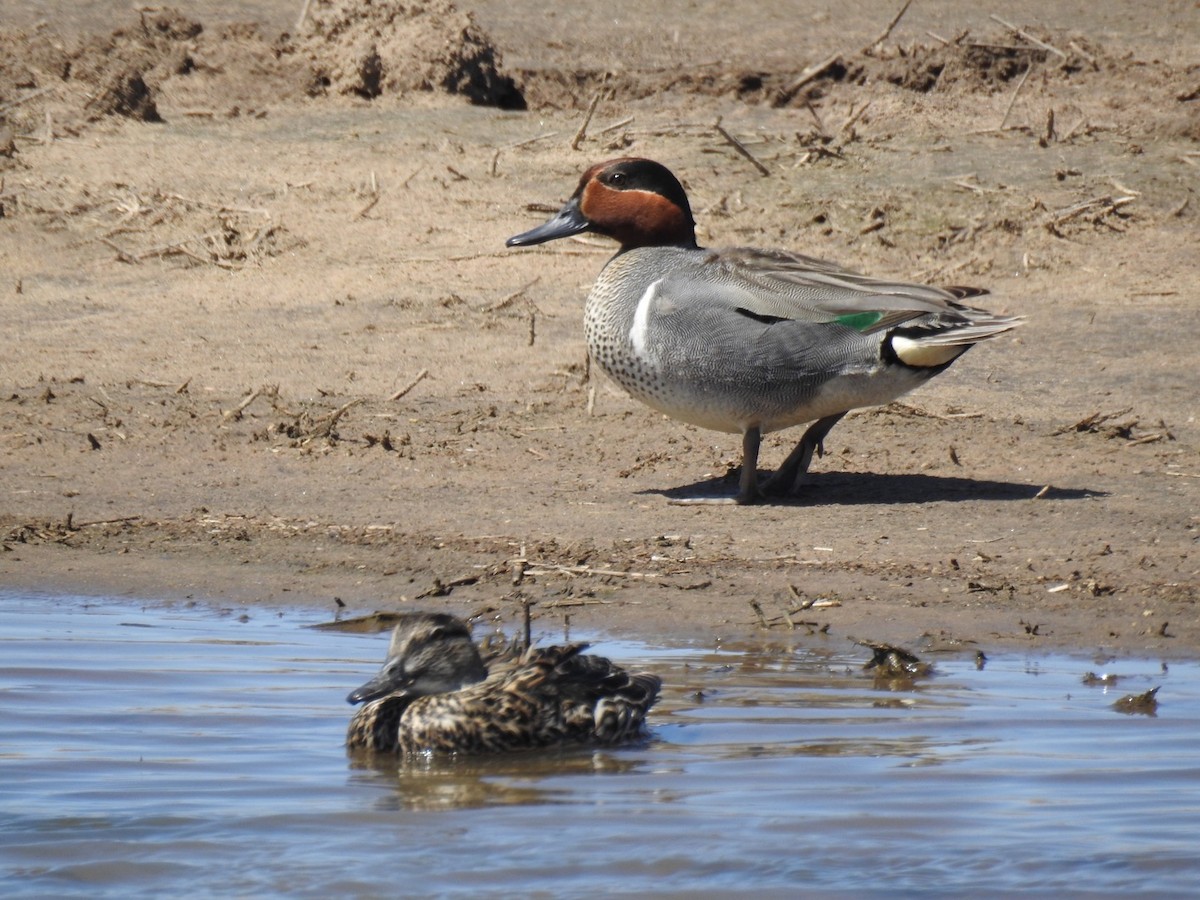 Green-winged Teal - Daron Patterson