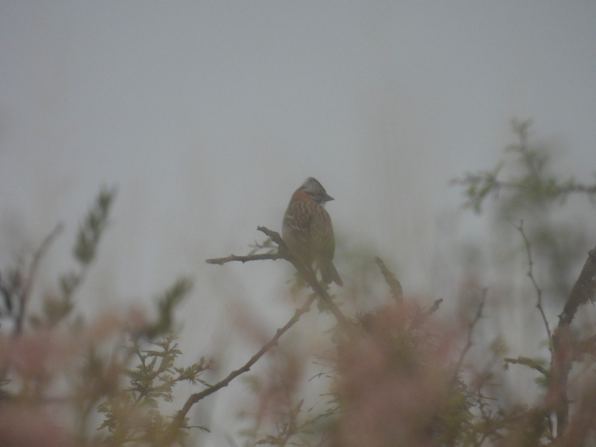 Rufous-collared Sparrow - ML578271801