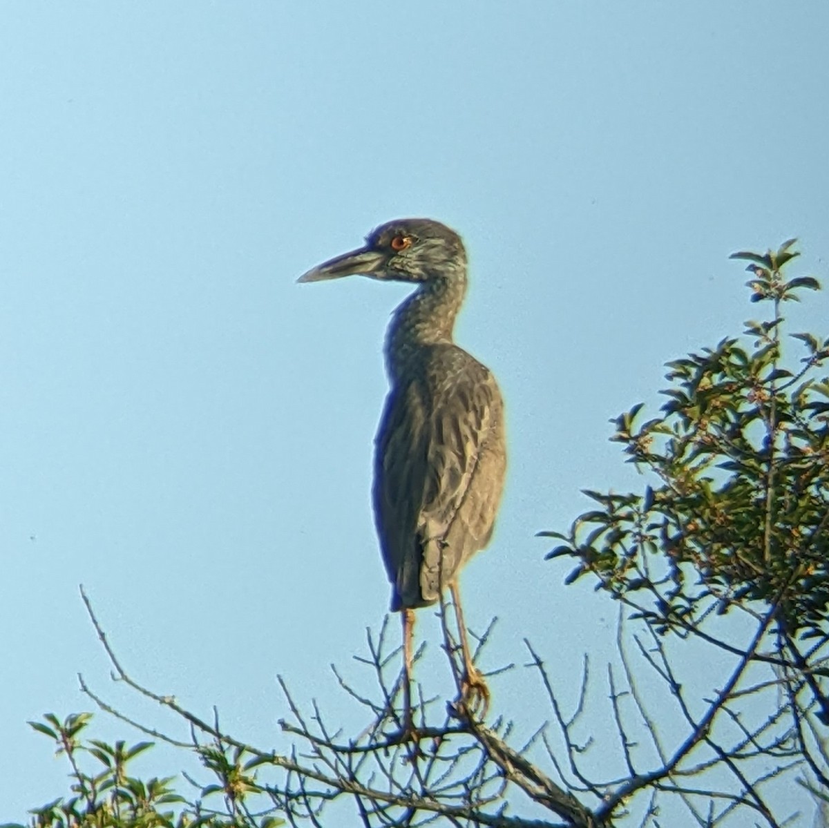 eBird Checklist 28 May 2023 Bolton Flats WMABolton 48 species