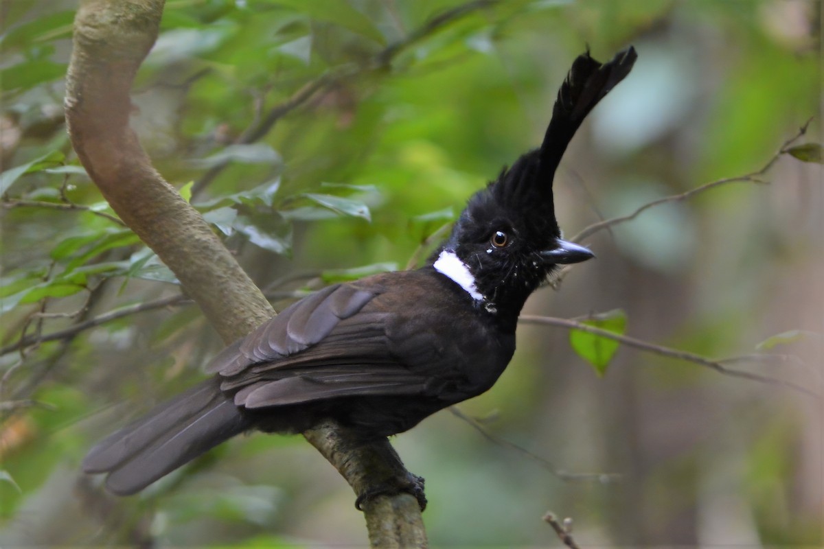 Crested Jayshrike - David Hollie