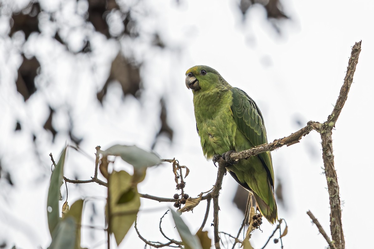 Scaly-naped Parrot - ML578276141