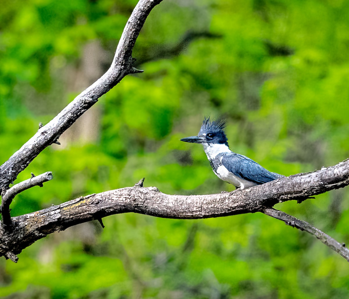 Belted Kingfisher - ML578276501