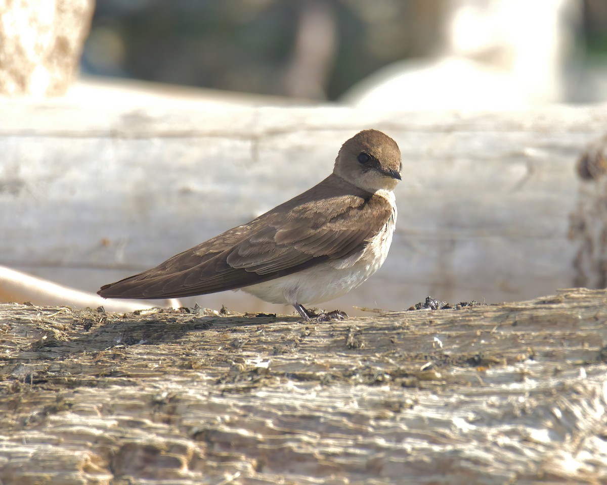 Northern Rough-winged Swallow - ML578278641
