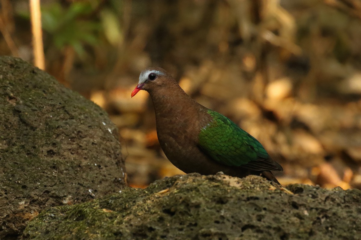 Asian Emerald Dove - ML578278731