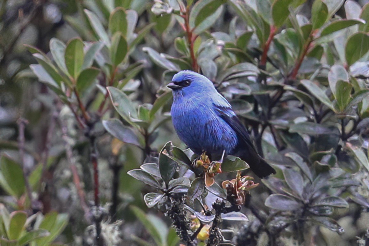 Blue-and-black Tanager (Blue-and-black) - ML578279831